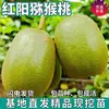 Envío Directo de Plántulas de Kiwi Rojo para Plantar en el Norte y Sur, Plantas de Maceta para Patio, Plántulas de Kiwi Rojo Injertadas