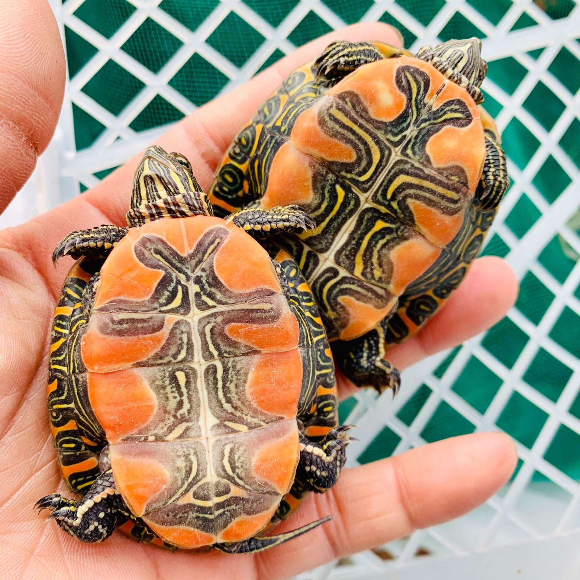 微信图片_20200229101603