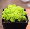 Base de planta suculenta autoproducida y autovendida al por mayor suculentas pequeñas combinación de flores plantas en maceta plantas carnosas Lithops Haworthia