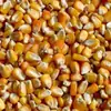 Maíz seco al por mayor 50 kg Maíz para siembra, granos de maíz a granel para alimentar pollos, patos, gansos, cerdos, palomas, y como cebo para pesca, envío gratis