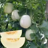 Semillas de Melón Miel Arena Blanca, Semillas de Melón Dulce, Productos de Temporada Primavera y Verano para Huerta de Jardín Balcón, Pulpa Roja, Gema Verde
