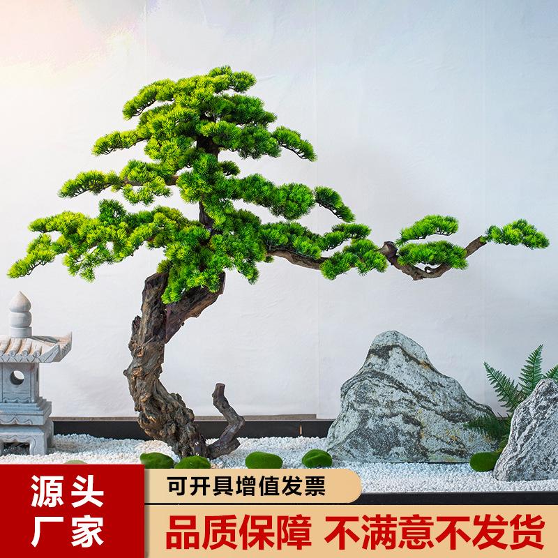松树主1图