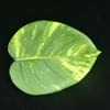 Nuevo posavasos de hoja de espuma EVA verde simulación impermeable para selva tropical al aire libre, aislamiento térmico, anti-quemaduras, ventas directas de fábrica