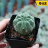 Sistemas Radiculares de Cactos Fáceis de Cultivar, Cacto Colunar de Pelos Curtos, Coleção de Cactos Fáceis de Cuidar para Iniciantes