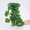 Colgante de Pared de Hoja de Monstera Artificial, Planta de Enredadera Falsa, Adorno de Decoración para el Hogar, Hojas de Hiedra Verde Artificiales Colgantes Mini, Venta al por Mayor