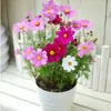 180 Variedades de Sementes de Flores Não Repetitivas, Fáceis de Cultivar em Todas as Estações, Podem Afastar Mosquitos, Adequadas para Varandas Internas e Externas, Distribuição Transfronteiriça
