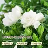 Gardenia fragante, extra grande en maceta, una planta de cuatro estaciones que purifica el aire y puede eliminar el formaldehído, adecuada para fines ornamentales
