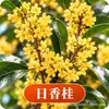 Plántula de Osmanthus en Maceta Osmanthus Dorado Osmanthus de Cuatro Estaciones Tipo Flores de Fragancia Rica Interior Exterior Patio Balcón Siembra en Suelo Fácil de Cultivar Plantas Verdes