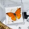 Foto de Espécime de Borboleta Real Porta-Retrato Caixa Transparente Ornamentos Estéreo Presente Ensino de Jardim de Infância Criativo Artesanal Adereços para Fotos