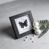 Marco de Vidrio Moderno Sencillo para Espécimenes de Mariposa Sala de Estar Regalo Pintura Decorativa Marco de Espécimen