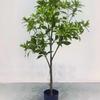 Nueva simulación planta verde caballo madera borracha adornos de sala de estar interior ramas y hojas falsas planta verde decoración de piso planta en maceta ventas de fábrica