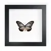 Mariposa Real, Especie Preciosa de Verano, Mariposa Rara, Mariposa Pequeña de Cinta Verde, Adorno de Escritorio, Espécimen de Regalo, Pintura Decorativa, Espécimen de Mariposa