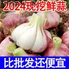 Ajo Nuevo 2025 de Piel Morada, Cabezas de Ajo Frescas, Ajo Húmedo Recién Desenterrado, Ajo Encurtido, Ajo Agridulce, Ajo Laba, Ajo Fresco de Piel Roja