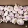 Nuevo Ajo Seco de Este Año 2.5kg Dientes de Ajo Grandes, Dientes de Ajo Nuevos Cultivados en Granja a Partir de 250g, Ajo de Piel Morada-Blanca, Verduras de Temporada, Caja Completa