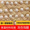 Huevos de Loro Peonía, Huevos Fecundados, Huevos de Ave, Se Pueden Incubar Artificialmente, Huevos Fecundados para Mascotas