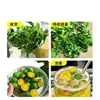 Mudas Pequenas de Limão Laranja Verde de Hainan Mudas de Semente de Limão Kumquat Em Vasos Sala de Estar Interna Varanda Árvore Frutífera Mudas de Frutas o Ano Todo