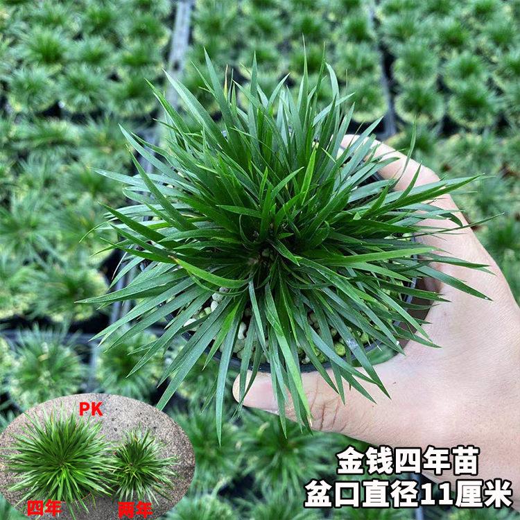 4年3