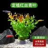 Tanque de Peces con Plantas Acuáticas Locas Paisajismo Anillo de Plantación de Plantas Acuáticas Plantas Verdes Negativas Hierba Ciempiés Anubias Purificar Calidad del Agua Plantas Hidropónicas