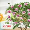 Orquídea Phalaenopsis, Planta Ornamental de Interior, Planta Resistente ao Frio, Planta Florífera, Tronco Velho com Botões, Mudas de Flores Grandes e Pequenas, Planta em Vaso, Bonsai de Fragrância Forte