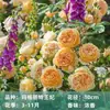 Plántulas de Rosa Trepadora Florecen en Todas las Estaciones, Plántulas de Rosa Trepadora, Enredaderas Trepadoras, Florales Grandes para Patio, Macetas para Balcón
