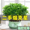 Repelente de Mosquitos, Madera de Pimienta Fragante, Plantas Verdes de Interior en Maceta, Fácil de Cultivar, Absorbe Formaldehído, Plántulas de Flor Jiuli Xiang, Cultivo en Agua