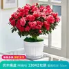 Rododendro Planta de Flor en Maceta Flor de Interior con Capullos, Montón Viejo Grande, Flores Floreciendo en Todas las Estaciones, Plantas Verdes Fáciles de Cultivar y Vivir
