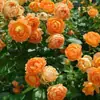 Plántulas de Rosa Trepadora Florecen en Todas las Estaciones, Plántulas de Rosa Trepadora, Enredaderas Trepadoras, Florales Grandes para Patio, Macetas para Balcón