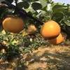2026 Pera Qiuyue Auténtica de Laiyang, Shandong para Mujeres Embarazadas, Frutas Grandes Frescas, Recién Cortadas, Caja Natural Entera de Peras, Maduradas en el Árbol