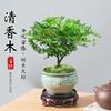 Madera de Pimienta Fragante Maceta Mini Planta Repelente de Mosquitos Flor de Interior Sala de Estar Oficina Escritorio Planta Verde Pequeña Fácil de Mantener