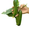 Sementes de Pepino Fruta Holandês Sementes de Pepino Pequeno Sem Espinhos O Ano Todo Vasos de Varanda Sementes de Vegetais de Jardim