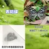 Especímenes de Mariposas Reales para Práctica, Mariposas Originales con Alas Sin Abrir, Materiales DIY para Espécimenes de Insectos, Mariposas Monarca, Insectos Originales, Mariposas Cola de Golondrina