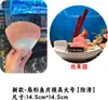 Presentación de Sashimi Mariscos Decoración de Sashimi Anillos de Rábano Molde de Colocación de Rodajas de Pescado en Forma de Abanico Trucha de Coral Mero Tigre Salmón