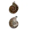 Tratamento transfronteiriço de caracóis naturais, pétalas de crisântemo, colar de borda, caracóis de pedra natural, colar de fóssil, corrente de suéter
