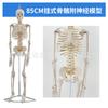 85cm Estructura Musculoesquelética Humana Ligamento Modelo de Esqueleto de Cuerpo Completo Columna Vertebral Desmontable Esqueleto para Principiantes de Yoga