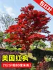 Venta al por mayor de plántulas de arce rojo japonés, bonsái rojo 'Dancing Princess' para las cuatro estaciones, hojas de arce para patios exteriores, plantas en maceta resistentes al frío para jardinería