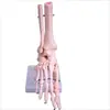 Modelo de função da articulação do joelho humano articulação do ombro articulação do cotovelo articulação da mão articulação do pé articulação do quadril modelo de osso móvel
