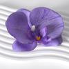 Pétalas da cabeça da flor Phalaenopsis acessórios de flor material de flor grampo de cabelo feito à mão diy decoração de adereço de cabeça material de flor