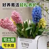 Venta al por mayor de fábrica Bulbos de jacinto Set hidropónico con botella Flores de cultivo en agua de invierno Plantas en maceta resistentes al frío Interior/Exterior