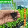 Plántulas auténticas de col de tres hojas huecas en bandejas de turba, frescas, adecuadas para macetas durante todo el año, con raíces, para plantar en balcón y jardín, plántulas de alto rendimiento