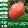 Venta al por menor de plántulas de peral, plántulas injertadas, Peral Cuiguan Dangshan, Peral Fengshui, Plantación en suelo, Peral Qiuyue