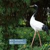 Simulação criativa Guindaste Guindaste de coroa vermelha Jardim ao ar livre Pátio Jardim Paisagem Decoração Garça Decoração Escultura de plástico reforçado com fibra de vidro
