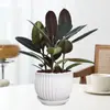 Planta de Caucho Black Diamond en Maceta para Uso en Interiores y Exteriores, Planta Verde para Purificación del Aire, Planta en Maceta para Escritorio de Oficina, Planta Verde de Cuatro Estaciones