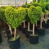 Dropshipping Ligustro Brilhante Pirulito Pequena Folha de Sichuan Cera Dourada Muda Sempre-verde Resistente ao Frio Vaso Pátio Casa