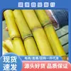 A Cana-de-Açúcar Dourada de Yunnan é uma fruta sazonal, as canas inteiras são enviadas diretamente da origem com frete grátis, e canas de casca amarela estão disponíveis para dropshipping de peça única.