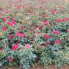 Rose Engineering Greening Red Hat Miniature Rose Yellow Hat Arbusto Rosa Flor Plantio no Solo Mudas de Rosas Abundantes