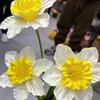 3 cabeça alta ramo grande narciso flor artificial casamento decoração de casa flor falsa atacado
