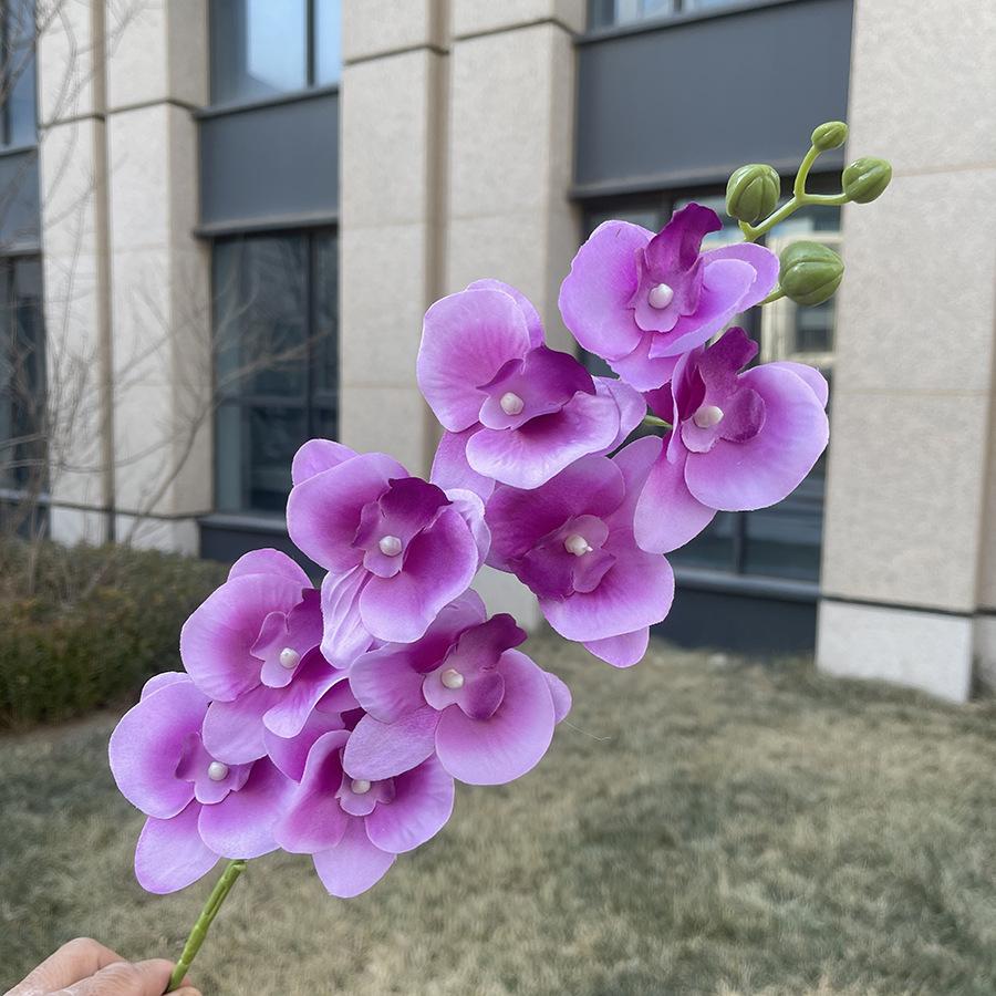 9头平价蝴蝶兰 紫红.JPG
