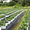 Directamente de fábrica, bolsas de cultivo de plástico especializadas para cultivo sin tierra, bolsas de cultivo universales engrosadas en blanco y negro para frutas y verduras