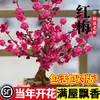 Mudas de Ameixeira Flor de Ameixa em Vaso, Bonsai de Tronco Velho, Flores para Varanda e Jardim, Resistente e Adequado para Todas as Estações, Flor de Cera Nativa, Grandes Flores de Ameixa Vermelha com Fragrância Forte