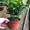 Flores de Fujian, Plantas de Vaso para Interior, Base Atacadista de Bambu e Cipreste Perenes, Cultivo Rico de Bambu em Água, Bambu Seguro, Bambu Repelente de Mosquitos